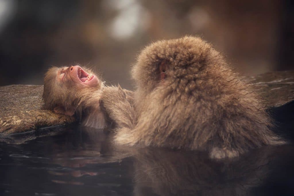 Snow monkeys at Jigokudani, Japan