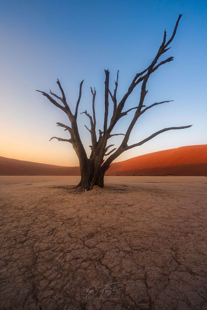 Deadvlei petrified trees, Namibia